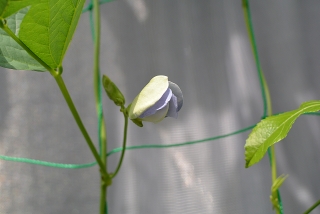 シカクマメの花