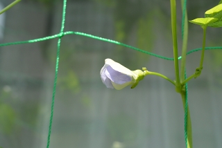 シカクマメの花