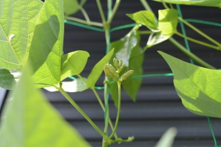 シカクマメの花