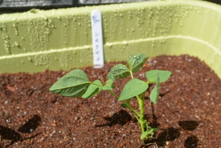 シカクマメ苗植え替え