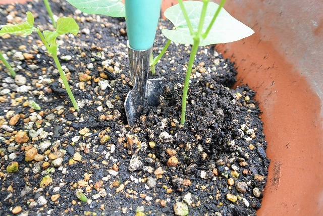 シカクマメ苗植え替え