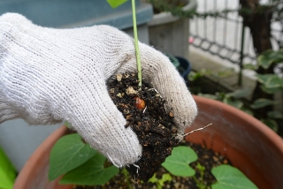 シカクマメ苗植え替え