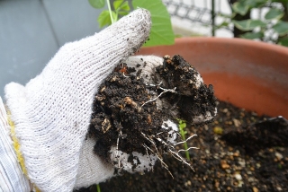 シカクマメ苗植え替え