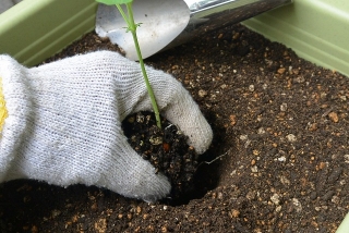 シカクマメ苗植え替え