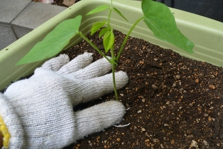 シカクマメ苗植え替え