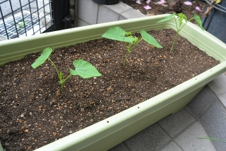 シカクマメ苗植え替え