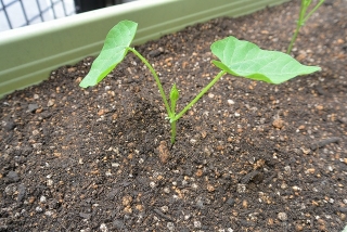 シカクマメ苗植え替え