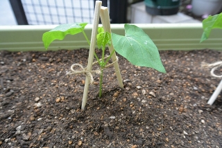 シカクマメ苗植え替え