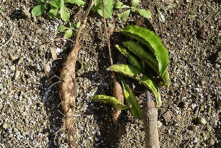 シカクマメの花