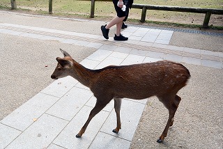 奈良県庁前の歩道にいる鹿さん