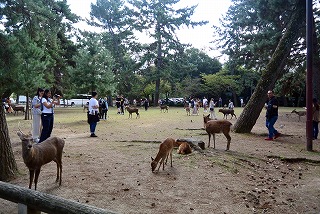 奈良県庁前の歩道にいる鹿さん