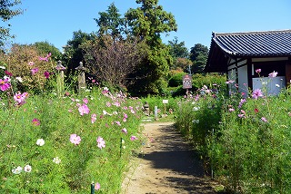 般若寺コスモス