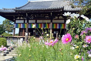 般若寺　～コスモス寺～