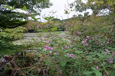 龍安寺の鏡容池