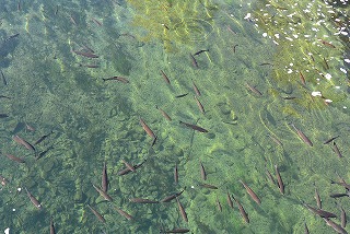 ライン滝の湖畔