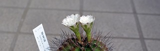 サボテン 翠晃冠の花
