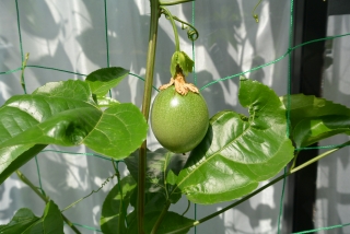 パッションフルーツの栽培方法の栽培方法