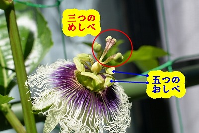 パッションフルーツの花