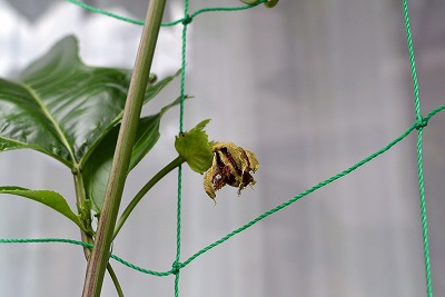 パッションフルーツの蕾み