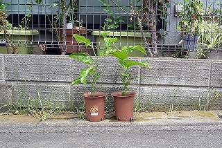 パッションフルーツの栽培方法